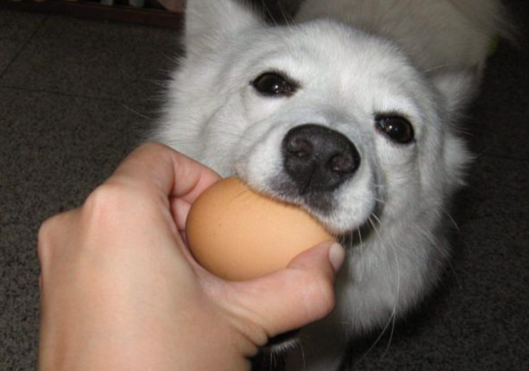 狗狗能吃生鸡蛋不（狗狗的狗粮可以掺点生鸡蛋吗）