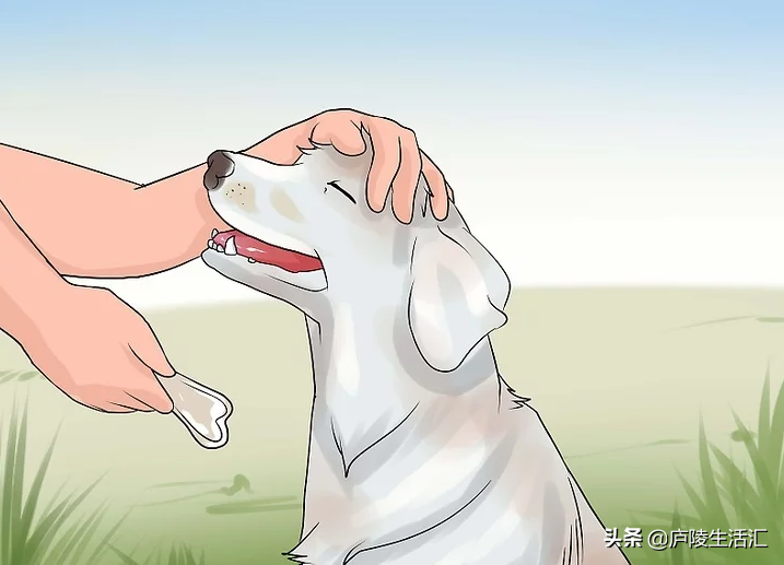 怎么训练狗狗在外面拉屎撒尿（狗狗随处拉尿怎么训练）