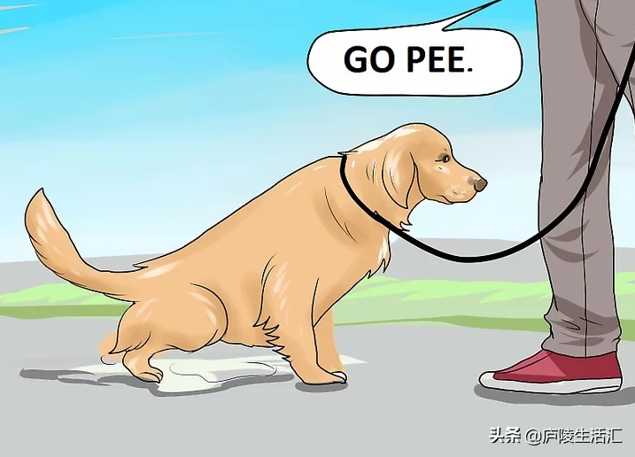 怎么训练狗狗在外面拉屎撒尿（狗狗随处拉尿怎么训练）