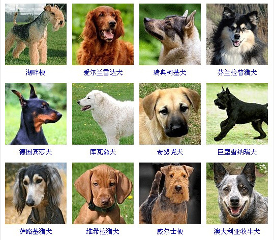 狗狗品种大全及图片狗（常见宠物狗狗的品种有哪些）
