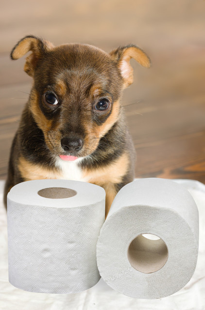 怎么训练狗狗定点上厕所？