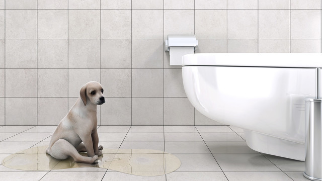 怎么训练狗狗定点上厕所？