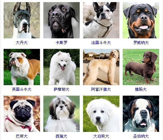 狗狗品种大全及图片狗（常见宠物狗狗的品种有哪些）